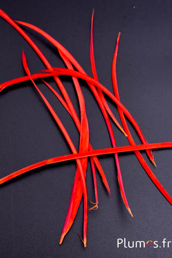 Oie strippé  - 10-17 cm - rouge